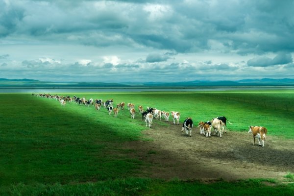 梦回草原，一场关于牛群的奇幻之旅-方知甜