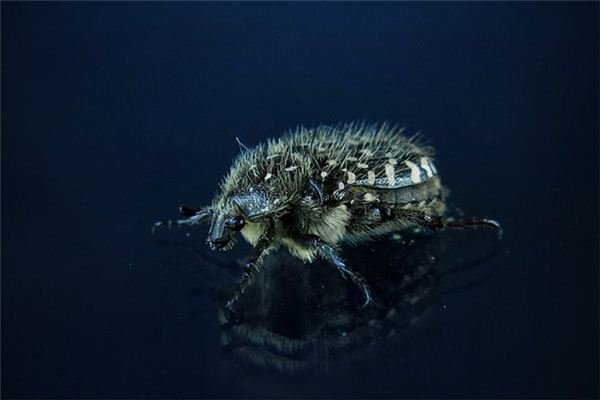 梦回虫影，探索梦境中虫子的深层含义-方知甜