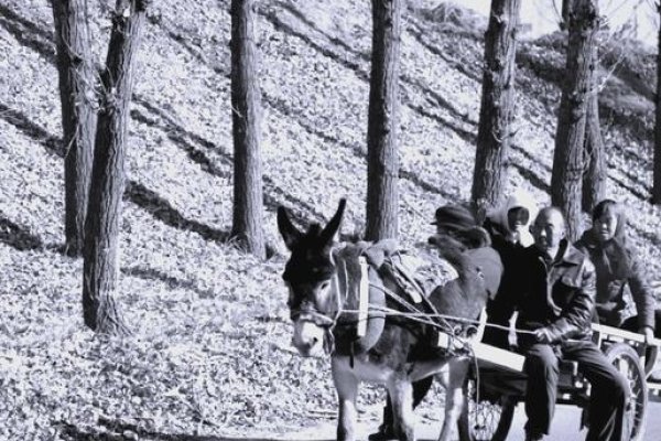 梦回古道，驴拉车的悠悠岁月-方知甜