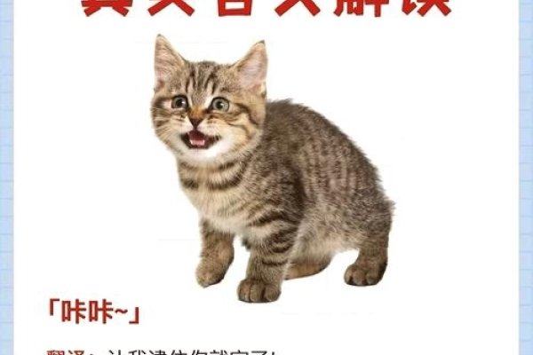 梦回幽境，解读梦中猫的神秘语言-方知甜