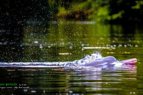 梦回浑水，探索潜意识深处的隐秘河流-方知甜