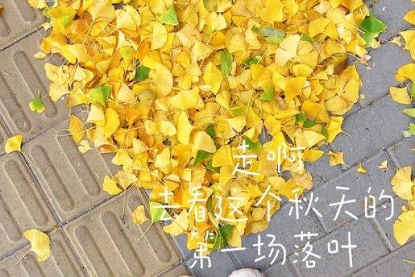 梦回秋意，扫落叶的温柔时光-方知甜