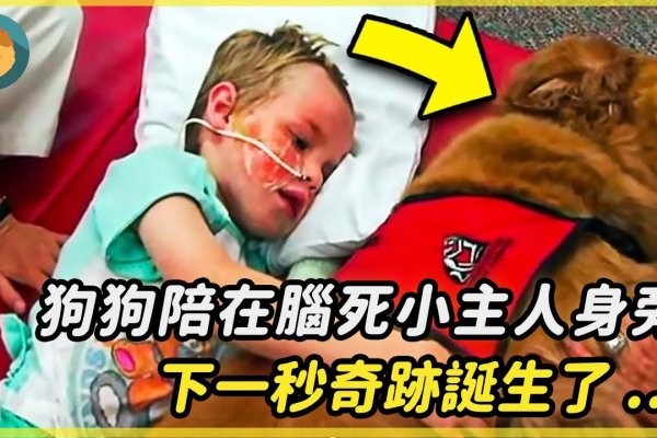 梦回犬影，解读梦中狗逝的寓意与心理-方知甜