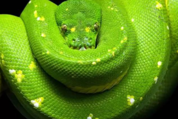 梦见被蛇咬，解析梦境寓意与吉凶预兆-方知甜