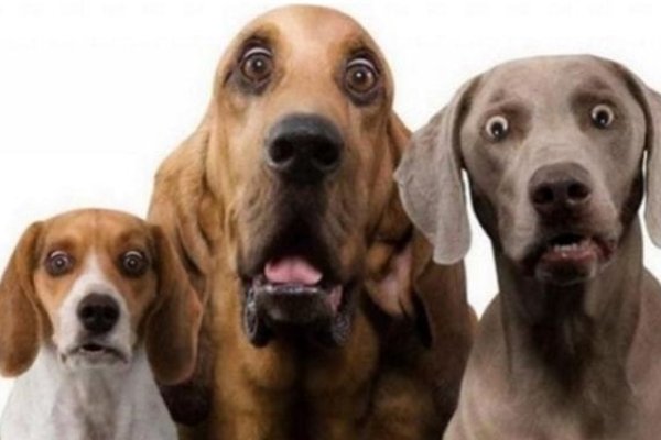 梦见白狗亲近，人际关系和谐，好运降临！-方知甜