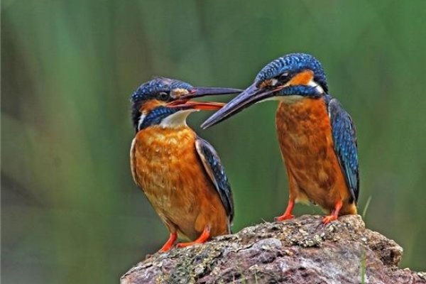 梦见白猫，梦境中的神秘启示-方知甜