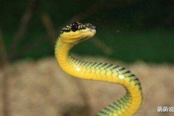 梦见吃蛇，潜意识的隐喻与心灵深处的启示-方知甜