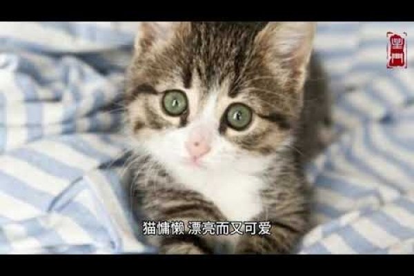 梦见大黄猫，好运、财富与孤独感的象征-方知甜