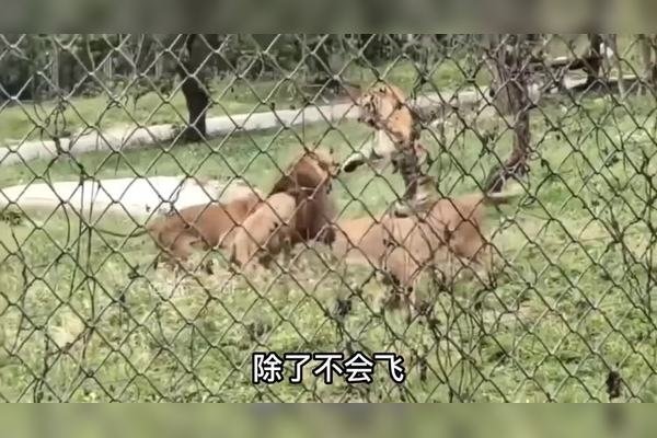 梦见打死老虎，勇气与力量的象征-方知甜