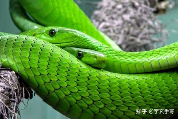 梦见大蟒蛇，吉兆与内心挣扎的预兆-方知甜