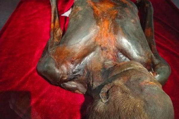 梦见干尸，预示人生变化，需积极面对挑战-方知甜