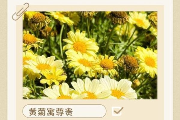 梦见黄菊花的寓意与启示-方知甜