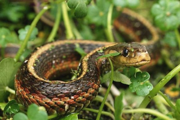 梦境解析，蛇缠身寓意变化与挑战，需警惕潜在问题调整心态-方知甜