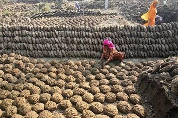 梦见牛粪，好运、富饶与积极期待的象征-方知甜