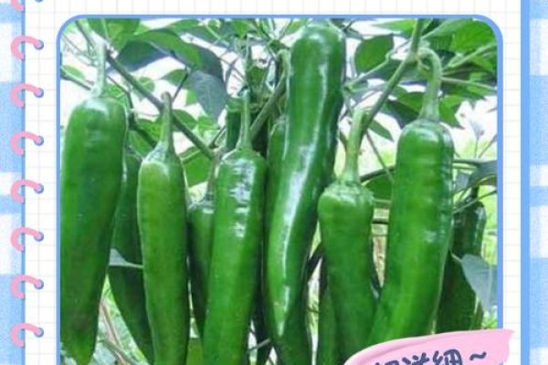 梦见青辣椒，生活中的辛辣启示-方知甜