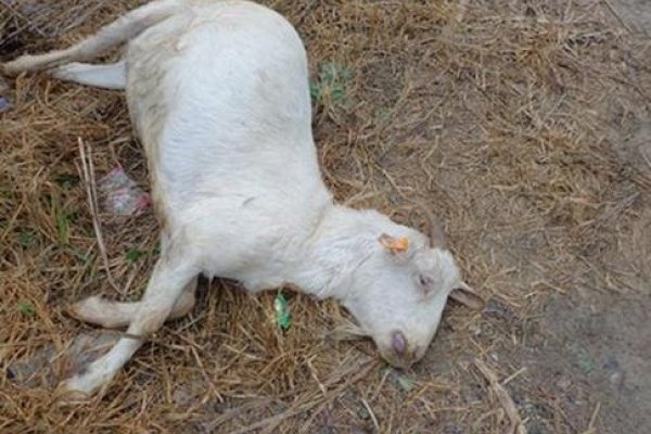 梦见死羊，梦境背后的深层含义与解析-方知甜