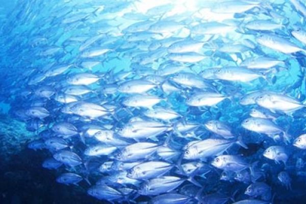 梦见杀鱼，梦中的邂逅，人生惊涛里的奇妙交织-方知甜