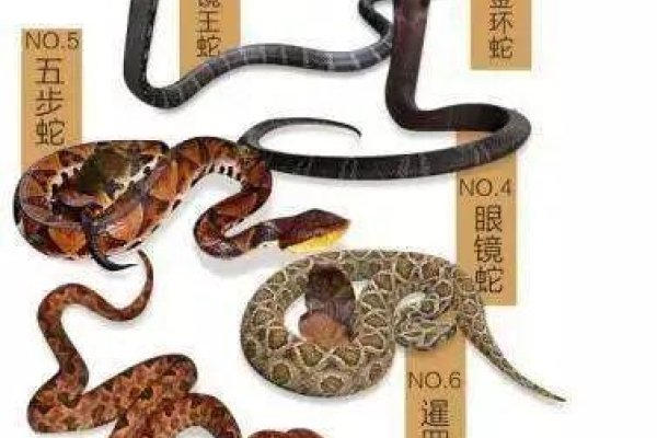 梦见他人吃蛇预示警惕与化解，解读，暗示自我具备识别威胁，增强防范意识-方知甜