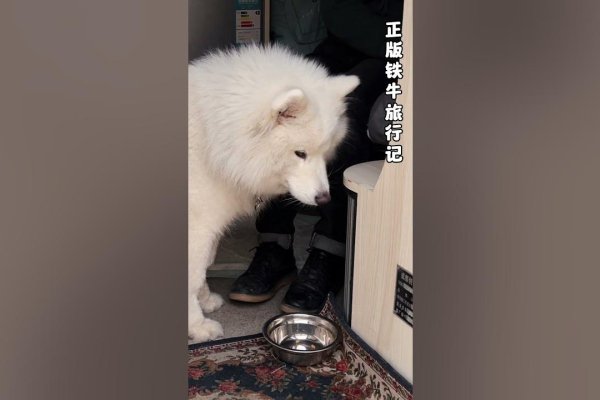 梦见小白鼠预示人缘好、友情多-方知甜