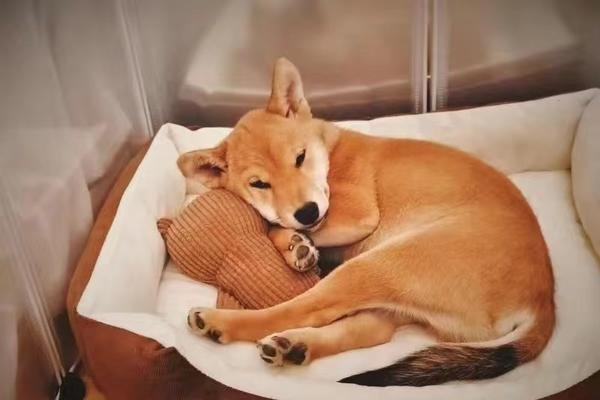 梦见狗死有何寓意？-方知甜