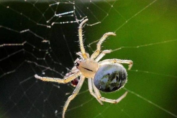 梦见蜘蛛，梦境背后的深层含义与解析-方知甜