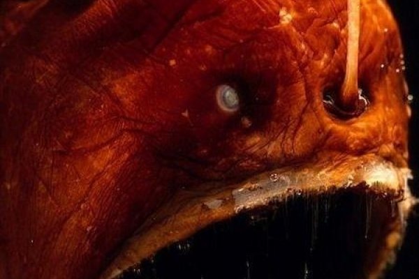 梦见怪鱼，潜意识深处的神秘启示-方知甜