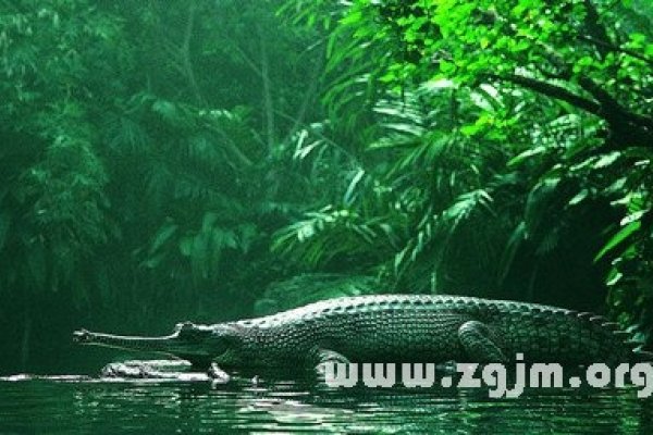 梦见鳄鱼，梦境深处的隐秘启示-方知甜