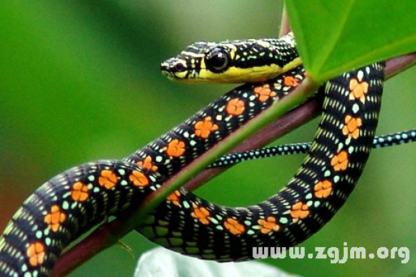 梦境缠绕，蛇的意象与深层解析-方知甜