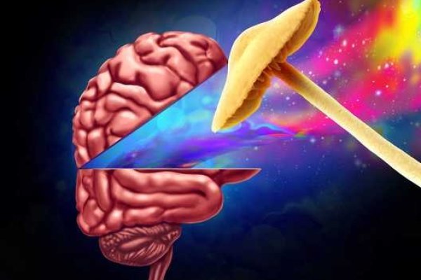 梦见蛇相食，预兆潜在冲突与自我警示的梦境解析-方知甜