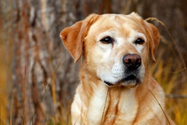 梦见狗咬不松口，财运佳，出行需防意外-方知甜