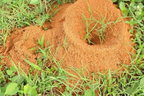 梦见蚂蚁窝,身心疲惫需远离,恋情高升或异性寻觅-方知甜