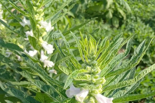 梦见芝麻，寓意与心灵深处的启示-方知甜