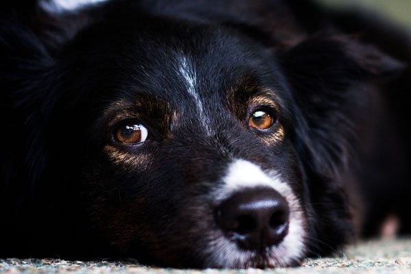 梦见狗，解读梦境中的预兆与心理暗示-方知甜