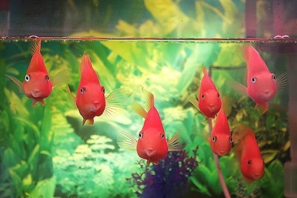 梦见捞鱼，心灵的自由与梦境的神奇-方知甜