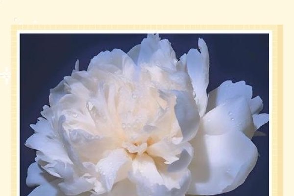 梦见芍药花，梦境中的花语与心灵深处的启示-方知甜