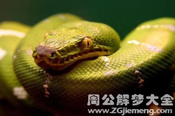 梦见蛇预示近期运势不佳，需守旧为安-方知甜