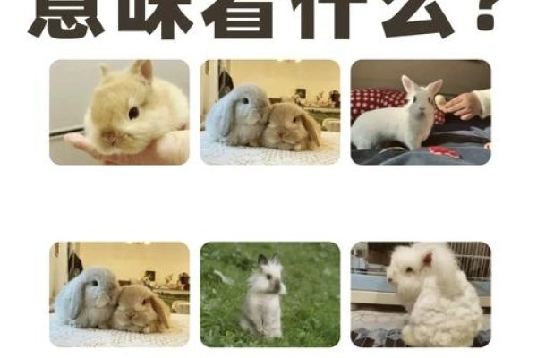 梦见兔子，梦境中的温柔预兆与心灵启示-方知甜