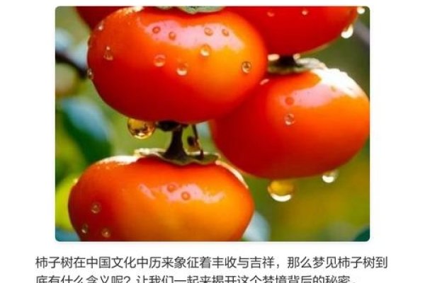 梦见柿子树，与他人相处不安，柿子寓意有喜有难；结果对个人重要，红红柿预示成果丰硕。-方知甜