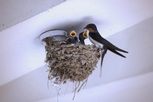 梦见燕子筑巢，吉祥之兆，家宅兴旺-方知甜