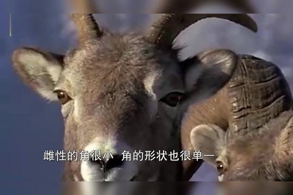 梦境中的羊与杀戮，解读梦中的羊与现实的双重威胁-方知甜