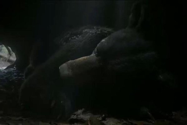 梦境中的黑熊，神秘而深邃的象征-方知甜