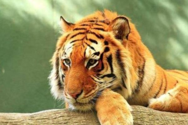 母老虎代表生肖，龙与虎的文化寓意-方知甜