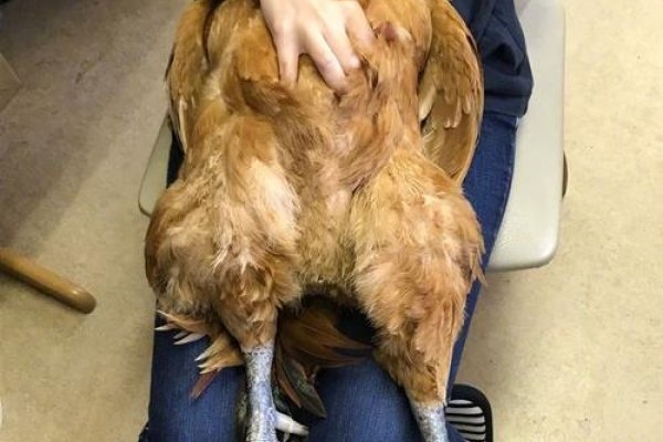 美女小鸡，萌宠新宠的独特魅力-方知甜