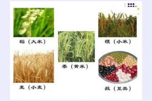 麦田的金色旋律，探索麦的拼音之美-方知甜