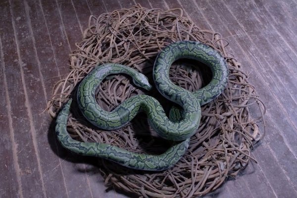 梦里的蛇成谜，别被吃蛇的梦境牵着走-方知甜