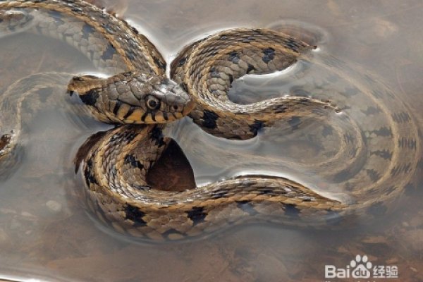 梦蛇预示事业或健康方向，需留意防范。-方知甜