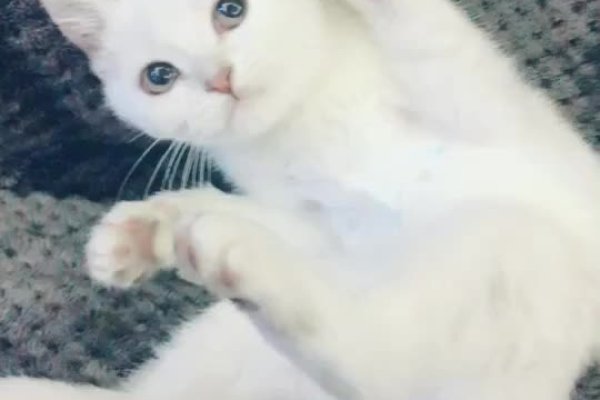 梦中的杀猫，不安与警觉交织的猫梦之旅-方知甜