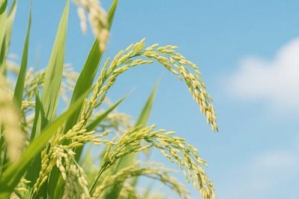 梦中的稻谷，一场关于时间与感知的奇妙邂逅-方知甜