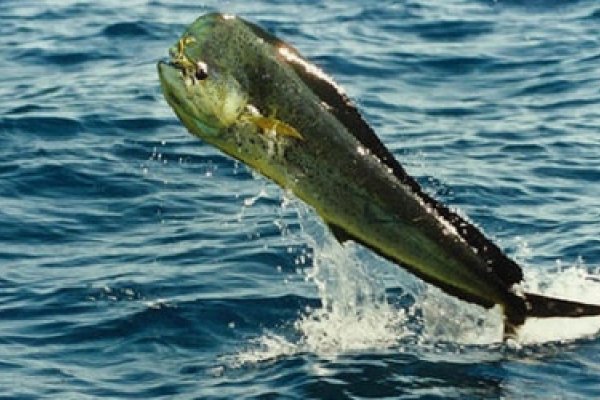 梦中的鱼，双重感官的奇幻与现实交织-方知甜