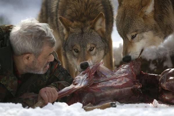 梦中浮现的狼影，被噩梦唤醒的生存密码-方知甜